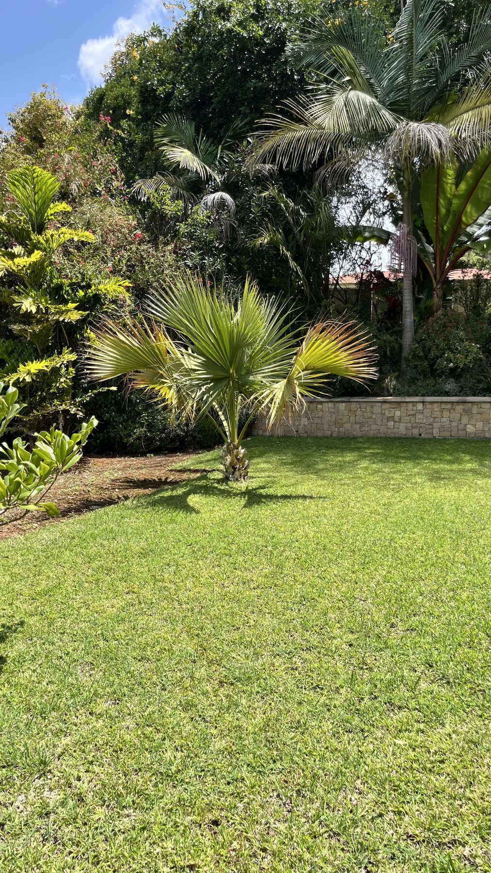 Ornamental palm and maintained lawn